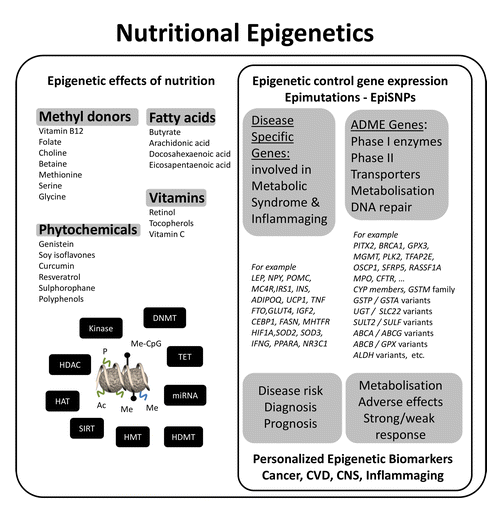 alyson-s-blog-the-study-of-epigenetics